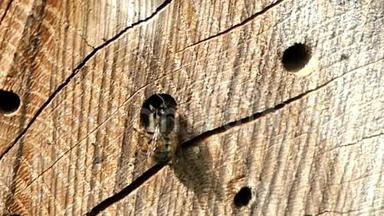 在春天，野蜂奥斯米娅·比科尼斯在一家昆虫旅馆的庇护箱前飞翔。 <strong>木头</strong>制成的<strong>树干</strong>